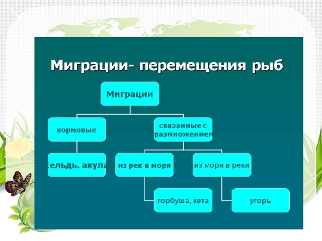 Виды миграции животных схема