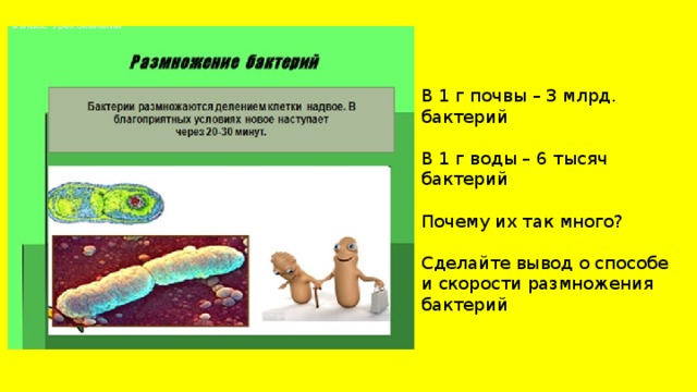 В 1 г почвы – 3 млрд. бактерий В 1 г воды – 6 тысяч бактерий Почему их так много? Сделайте вывод о способе и скорости размножения бактерий 