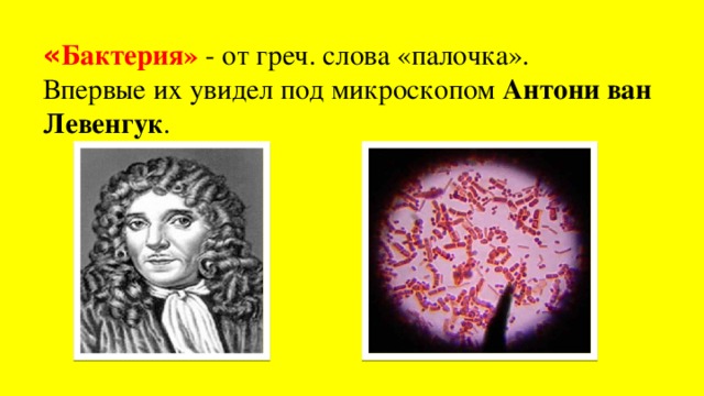 « Бактерия» - от греч. слова «палочка».  Впервые их увидел под микроскопом Антони ван Левенгук . 