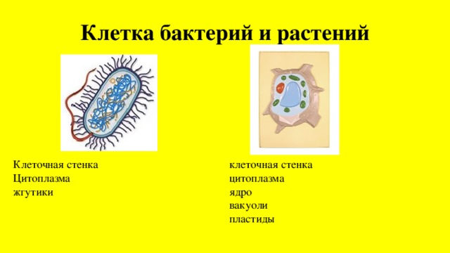 Питание клетки растения