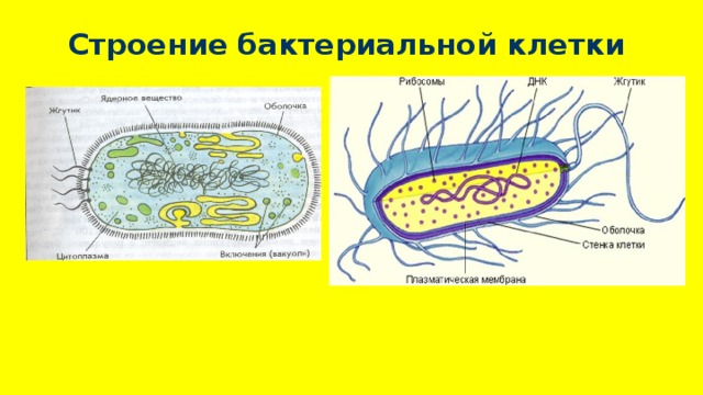 Строение бактерии 7 класс биология рисунок