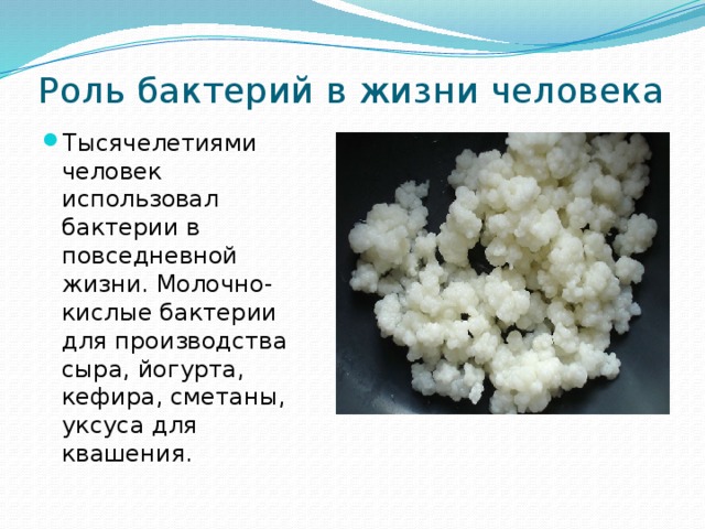 Роль бактерий в природе 5 класс биология презентация