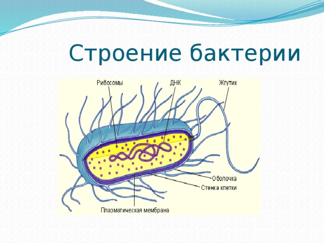 Основные части бактериальной клетки с изображением