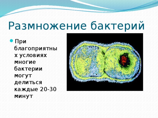 Биология размножение бактерий