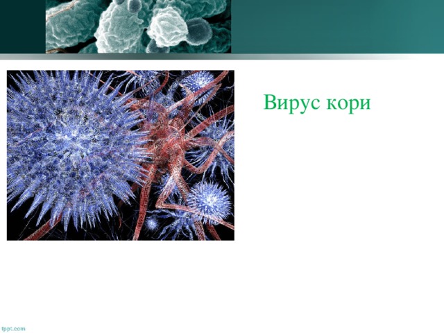 Вирус возбудителя кори. Вирус кори под микроскопом. Презентация на тему вирус кори. Вирус кори строение.