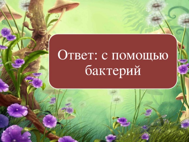 Ответ: с помощью бактерий 