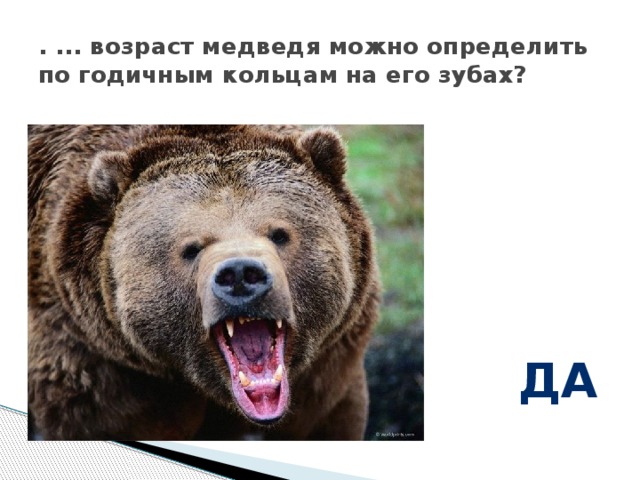 . ... возраст медведя можно определить по годичным кольцам на его зубах? да 
