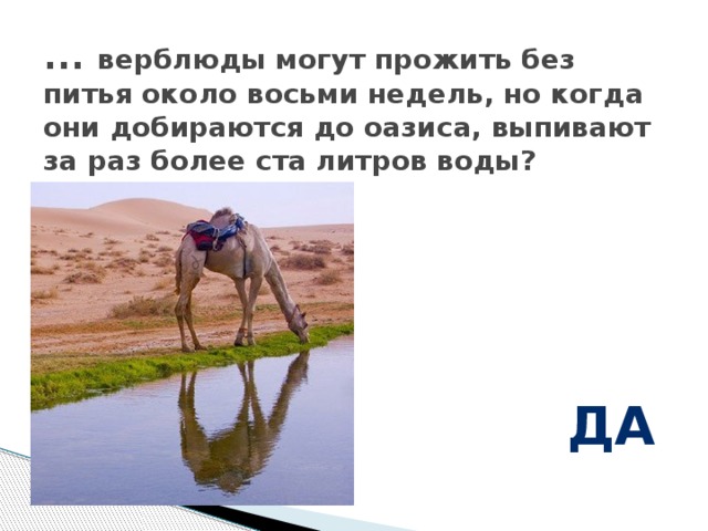 ... верблюды могут прожить без питья около восьми недель, но когда они добираются до оазиса, выпивают за раз более ста литров воды? да 