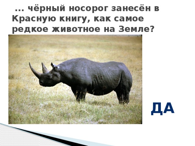  ... чёрный носорог занесён в Красную книгу, как самое редкое животное на Земле? да 