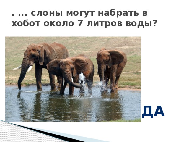 . ... слоны могут набрать в хобот около 7 литров воды? да 