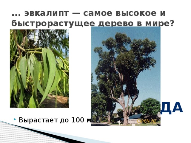 ... эвкалипт — самое высокое и быстрорастущее дерево в мире? Вырастает до 100 м да 