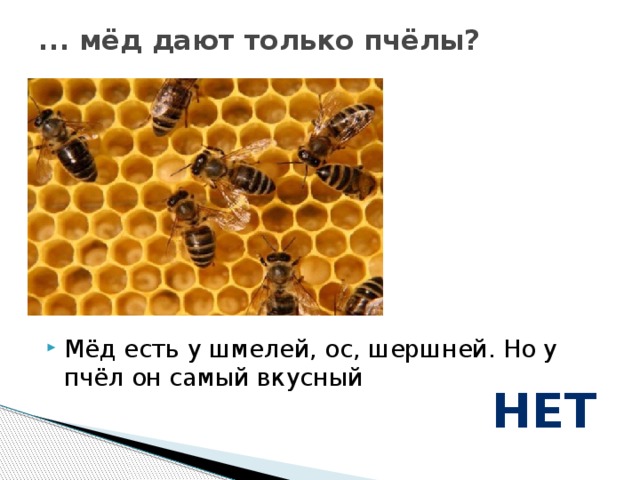 ... мёд дают только пчёлы? Мёд есть у шмелей, ос, шершней. Но у пчёл он самый вкусный нет 