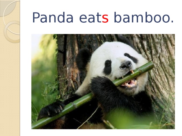 Panda eat s bamboo. 