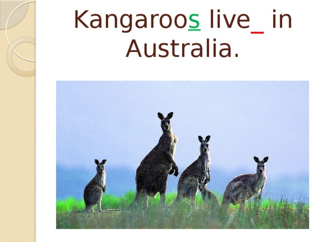 Kangaroo s live _ in Australia. 