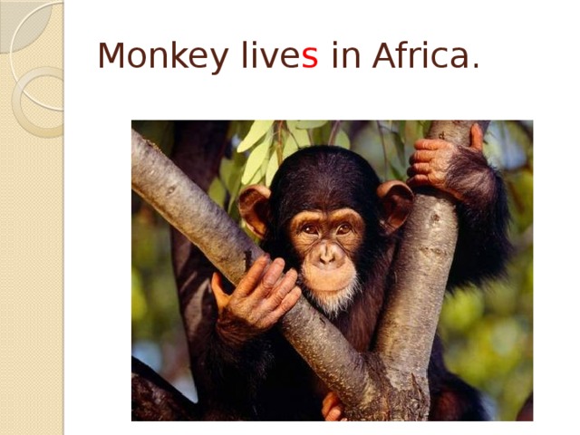 Monkey live s in Africa. 