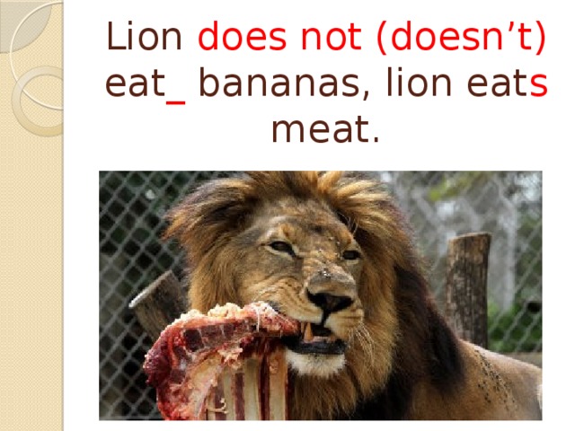 Lion does not (doesn’t) eat _ bananas, lion eat s meat. 