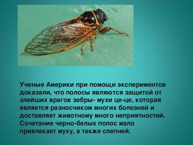 Основной хозяин муха цеце основной хозяин человек. Зебра и мухи. Муха ЦЕЦЕ. Зебра спасается от мухи ЦЕЦЕ. Муха ЦЕЦЕ строение.