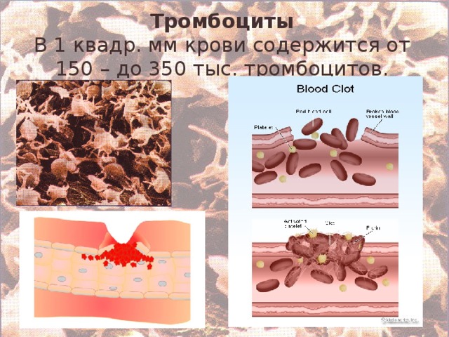 Тромбоциты  В 1 квадр. мм крови содержится от 150 – до 350 тыс. тромбоцитов. 