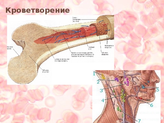 Кроветворение 