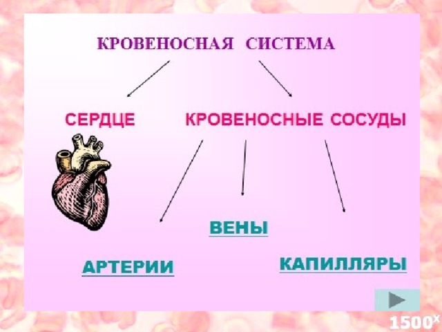 Биология контрольная работа 8 класс кровеносная система