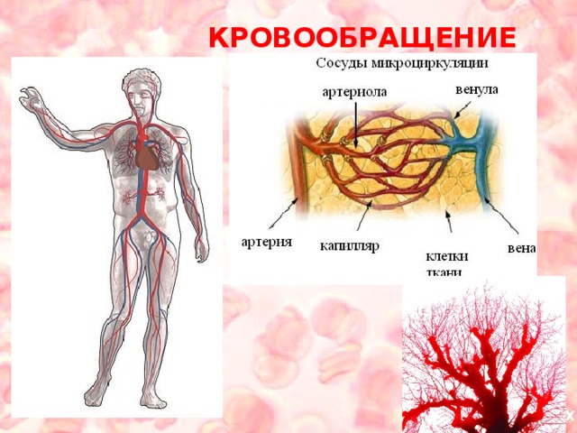 КРОВООБРАЩЕНИЕ 