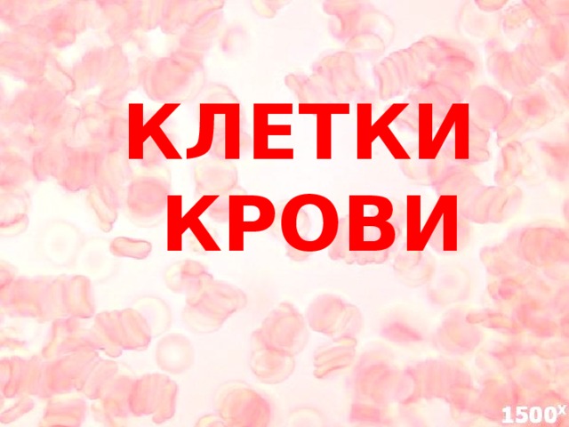 КЛЕТКИ  КРОВИ 