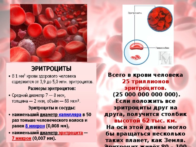Эритроциты в крови у мужчин после 50