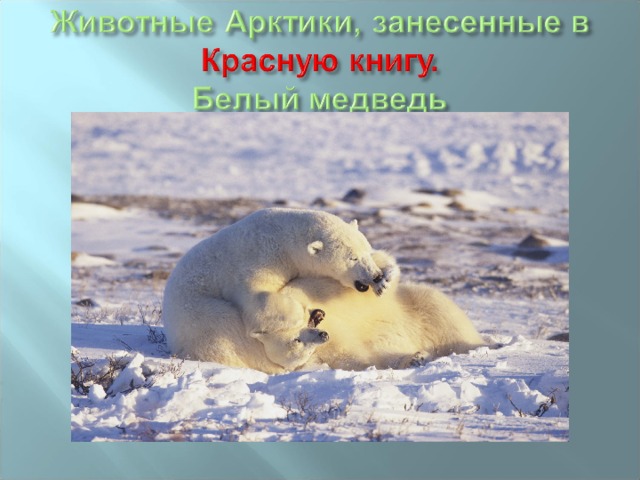 Почему медведи занесены в красную книгу. Животные Арктики занесенные в красную книгу. Краснокнижные животные Арктики. Исчезающие животные Арктики. Белый медведь красная книга.