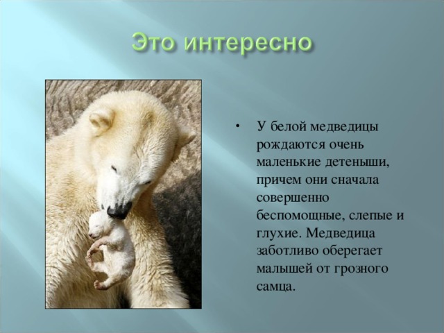 Ответь на вопросы по диаграмме где показано сколько детенышей родилось у некоторых зверей в зоопарке