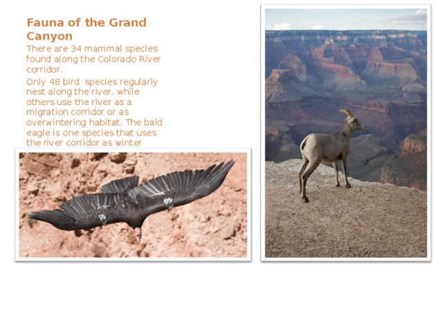 Fauna of the Grand Canyon There are 34 mammal species found along the Colorado River corridor. Only 48 bird species regularly nest along the river, while others use the river as a migration corridor or as overwintering habitat. The bald eagle is one species that uses the river corridor as winter habitat. 
