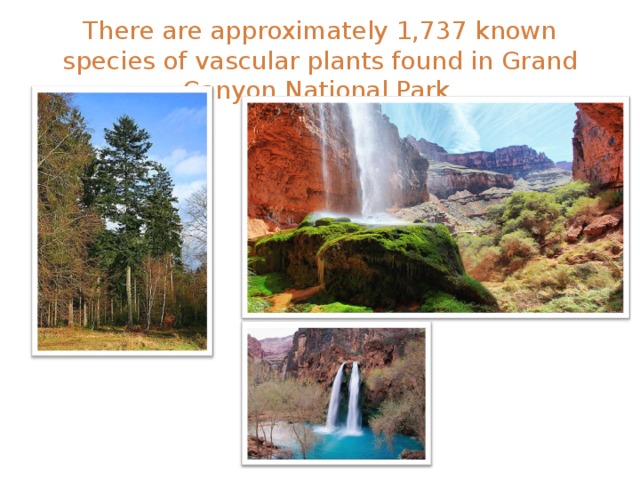 There are approximately 1,737 known species of vascular plants found in Grand Canyon National Park. 