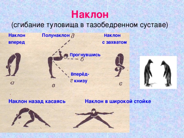 Максимальное сгибание туловища называется. Наклон вперед прогнувшись. Наклон туловища прогнувшись. Наклон вперед прогнувшись руки в стороны. Наклон назад назад прогнувшись.