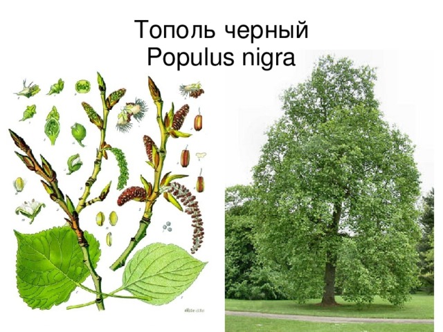 Тополь множественное. Тополь черный осокорь. Тополь черный (Populus nigra). Тополь черный, осокорь – Populus nigra. Тополь чёрный и Тополь пирамидальный.