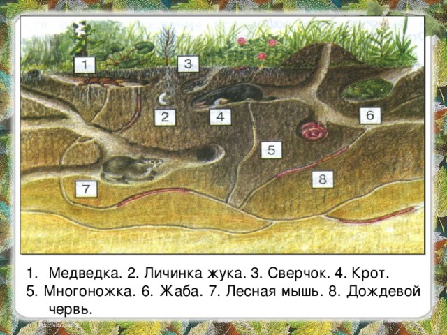 Медведка. 2. Личинка жука. 3. Сверчок. 4. Крот. 5. Многоножка. 6. Жаба. 7. Лесная мышь. 8. Дождевой червь. 