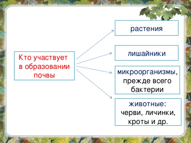 растения лишайники Кто участвует в образовании почвы микроорганизмы , прежде всего бактерии животные : черви, личинки, кроты и др. 