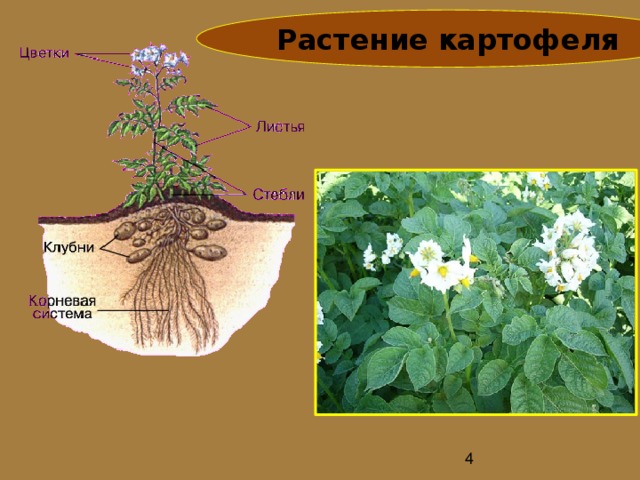 Органы растения картофеля. Корневая система картофеля. Строение цветка картофеля. Картофель вид корня. Тип корневой системы у картофеля.