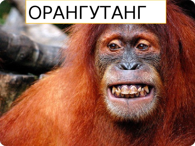 ОРАНГУТАНГ 