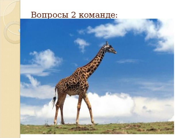 Вопросы 2 команде: 4.  Сколько всего материков? 6 5. Как называется условная линия,которая делит Землю на 2 полушария- северное и южное ? Экватор 6. Самое высокое наземное животное планеты? Жираф 