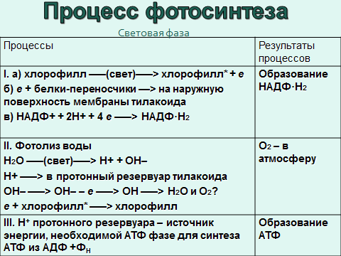 Результат светового фотосинтеза. Процесс фотосинтеза световая и темновая фазы. Реакции фотосинтеза таблица. Процесс световой фазы фотосинтеза 9 класс. Процессы Темновой фазы фотосинтеза.