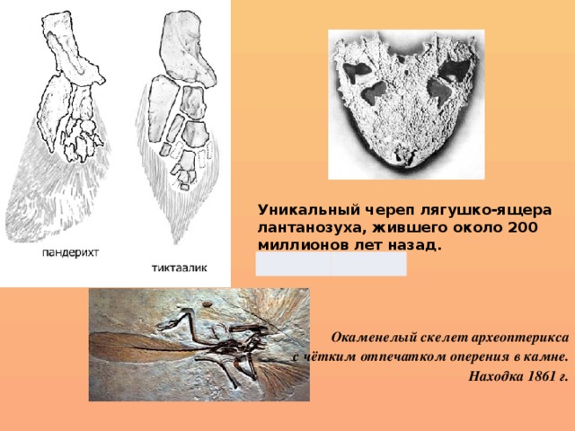 Уникальный череп лягушко-ящера лантанозуха, жившего около 200 миллионов лет назад. Окаменелый скелет археоптерикса  с чётким отпечатком оперения в камне.  Находка 1861 г. 