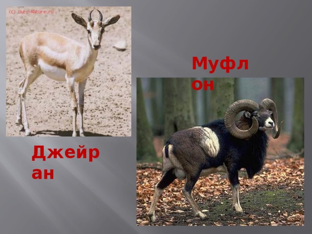 Муфлон Джейран 