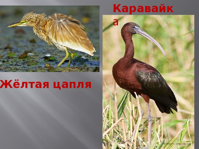 Каравайк а Жёлтая цапля 