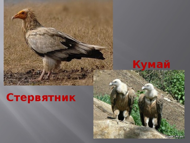 Кумай  Стервятник 