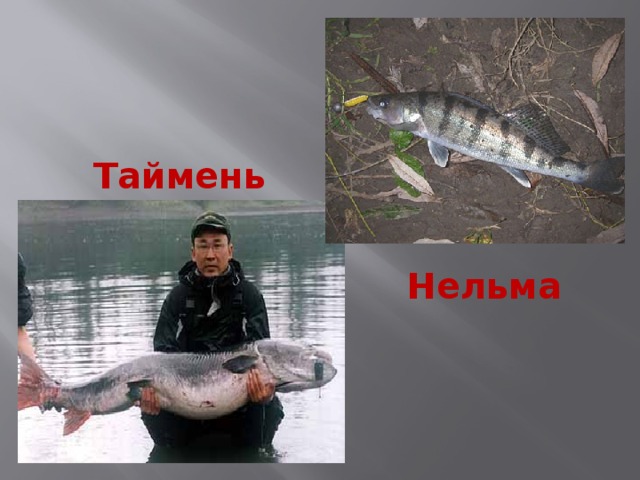 Таймень Нельма 