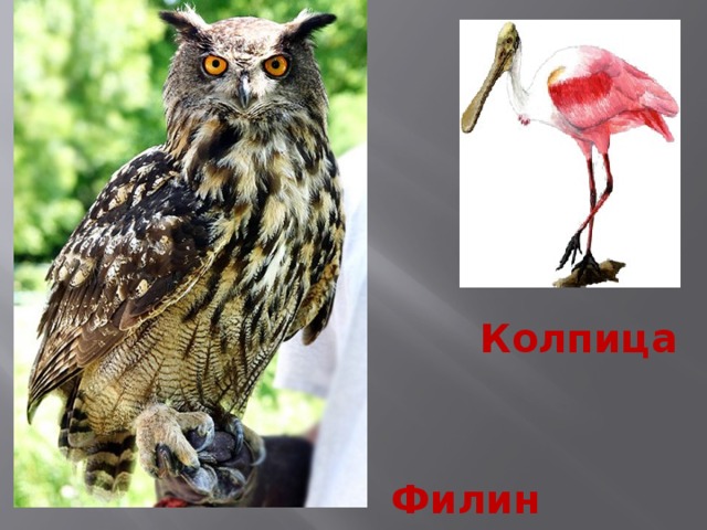 Колпица Филин 