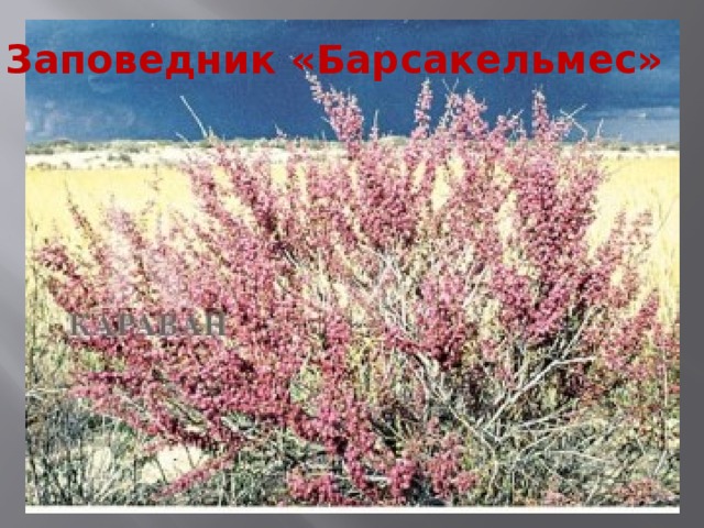 Заповедник «Барсакельмес» 