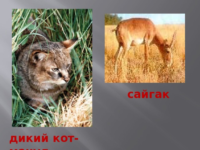 сайгак дикий кот-манул 