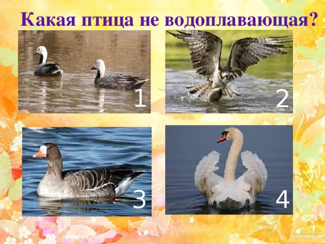 Какая птица не водоплавающая? 1 2 3 4 
