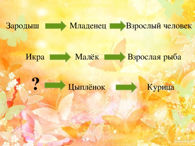  Зародыш Младенец Взрослый человек  Икра Малёк Взрослая рыба  ? Цыплёнок Курица 