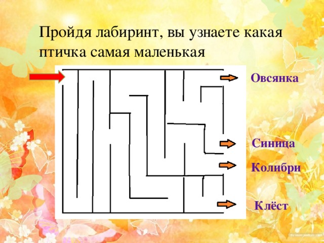 Пройдя лабиринт, вы узнаете какая птичка самая маленькая Овсянка Синица Колибри Клёст 